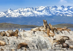 Argentina Ushuaia sea lions