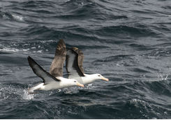 Black browed albatross