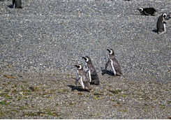 Magellanic penguin Beagle Channel