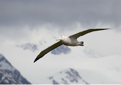 Albatross in flight