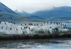 Bird Colony in the Beagle Channel