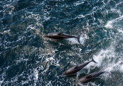 Dolphins in Beagle Channel