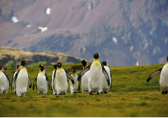 King Penguins, Falkland Islands