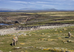 Penguin colony in West Falkland