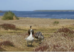 Upland Geese