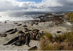 Sea Lions on East Falkland Island