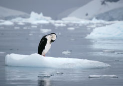 Bird on ice at South Georgia Island
