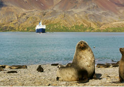 Fur Seals on South Georgia's Salisbury Plains
