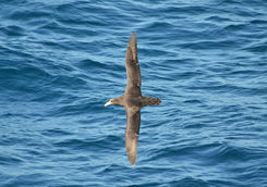 Giant Petrel over the Scotia Sea