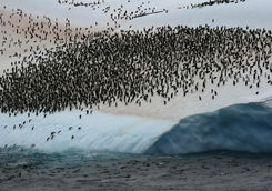 Penguin Colony Scotia Sea