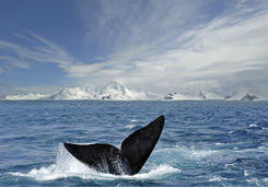 Whale tail in South Shetland Islands