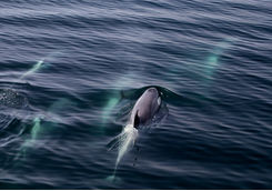 Dolphins in Drake Passage