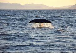 Whale tail in Lofoten Islands