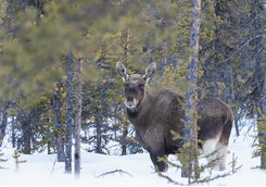 Moose watching in Kiruna