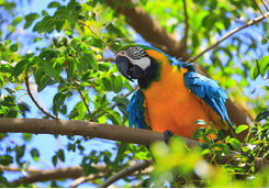 Blue and yellow macaw