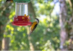 Bananaquit bird having a drink