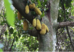 Jackfruit in Paraty