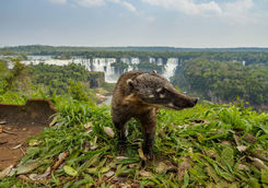 Coati by the Iguacu Falls