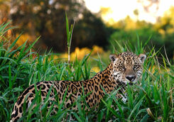 Jaguar in the Pantanal