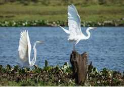 Two silver Herons flying off in Pantanal