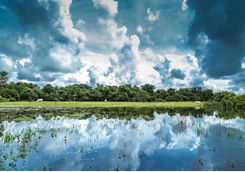 Wetlands in Pantanal