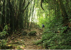 Hiking in the Amazon