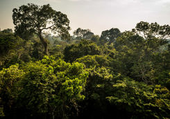 Amazon Tropical Rainforest Canopy