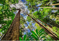 Trunk of a giant rainforest tree