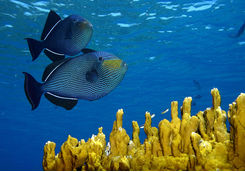Snorkelling in Brazil