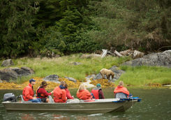 Bear watching tour