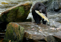 Black bear in Canada