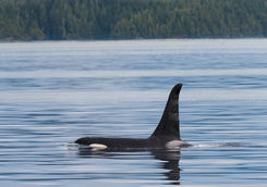 Killer whale in Vancouver Island