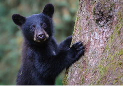 Black bear cub in Canada
