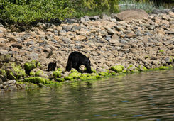 Black bear in Vancouver Island