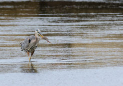 Heron in British Columbia