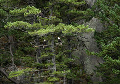 Bald Eagles in Vancouver Island