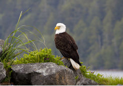 Bald Eagle