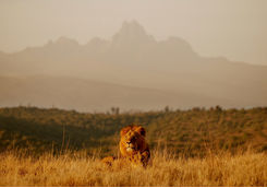 Borana lions at Mt Kenya