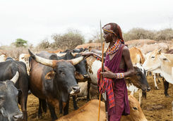 Masai woman and cattle