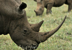 Rhinos