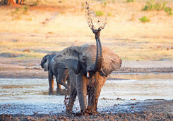 Elephant spraying mud