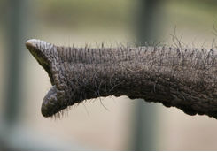 Elephant trunk