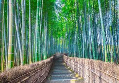 Arashiyama bamboo grove