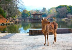 Nara Park deer