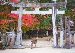 Nara Park deer
