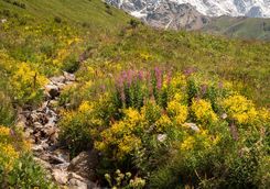 meadow with flowers