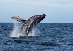 humpback whale breaching