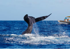 whale watching