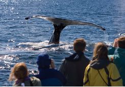 whale watching