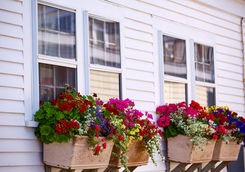 window flowers provincetown